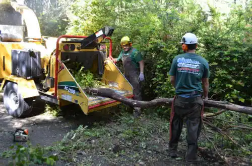 tree services Salmon Brook